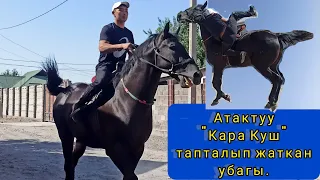 Атактуу "Кара Куш" тапталып жаткан убагы.