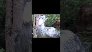 Shoebill stork bird in silly and funny mood #viral #shorts
