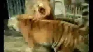 Lion gives a tiger an important lesson, don't mess with lions unless you want to kill yourself