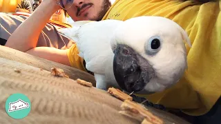 Cockatoo Picks Dad Over Mom And Doesn't Leave His Side | Cuddle Buddies