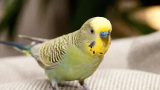 Почему попугай кусается? | Причины укусов попугая