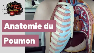 Cours d'anatomie du poumon et des bronches