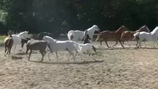 Sylvie Willms HorseShow - Liberty with 11 horses