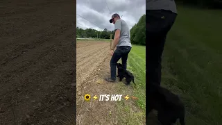 He touched it ! #farming #gardening  #electric #shorts #electrical #viral #dovefarming #diy #garden