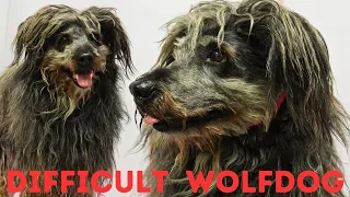 A very difficult wolf hybrid dog