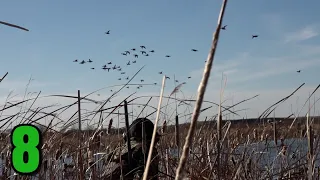 Awesome Afternoon Hunt (Pintails EVERYWHERE!!) Public Land Duck Hunting