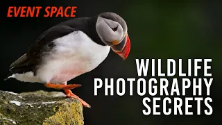 Wildlife Photography: Behind the Scenes with Roie Galitz | B&H Event Space