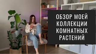 Растения в Интерьере. Обзор Моей Коллекции Комнатных Растений (Ноябрь, 2021)