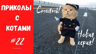 Смешные КОТЫ КОТИКИ КОТЯТА Приколы с животными #22