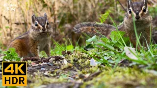 Cat TV for Cats to Watch 😺🐿 Cute chipmunks and birds ❤️ Squirrels ❤️ 8 Hours(4K HDR)