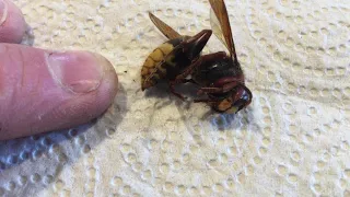 Large European Hornet Don’t get stung by this