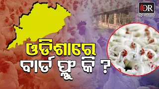 ଓଡିଶାରେ ବାର୍ଡ ଫ୍ଲୁ କି ?Bird Flu Scare in Odisha