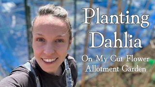 Planting Dahlia Tuber On My Cut Flower Allotment Garden