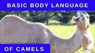 Basic Body Language of Camels