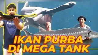 AKHIRNYA DAPET LAGI IKAN TAWAR FAVOURITE GUE..!