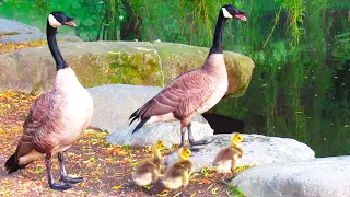 Canada Geese HISSING ANGRY at Poodle Protect Goslings