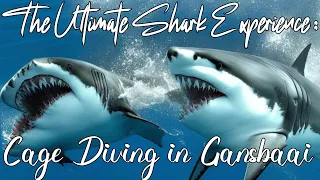 The Ultimate Shark Experience: Cage Diving in Gansbaai #sharkcagediving