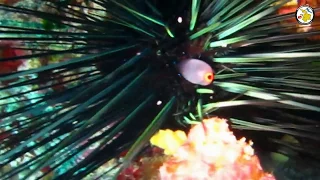 Diadema setosum - Black long spine urchin - Μαύρος Μακρύκανθος Γουρλομάτης.