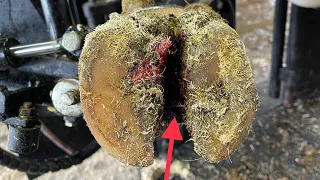 This is the WORST HOOF PROBLEM if left untreated