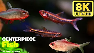 5 Fish For Every Aquarium Size