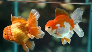 FV VLOG #013: How to Tell if Your Goldfish Is Ready to BREED