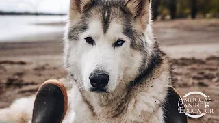 No Bad Dogs Podcast- Kelly Lund and Loki The Wolfdog