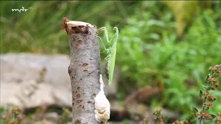 Neuer Gast im Garten: Die Gottesanbeterin