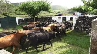 Dangerous Cows - JAF Cattle Deworming Day - Desparasitação Das Vacas Adquiridas a Santiago Domecq