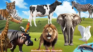 Summary of Animals: Elephant, Lion, Hippopotamus, Cow, Chicken, Tiger, Dog, Cat - Animal Paradise