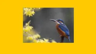 As kingfishers catch fire... Gerard Manley Hopkins