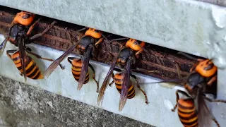 Why are giant hornets poking their heads into this beehive?