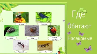 Обучающее занятие «насекомые»