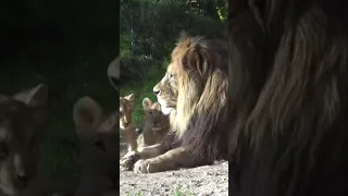 Lion cub playing with dad #shorts#baby#lion