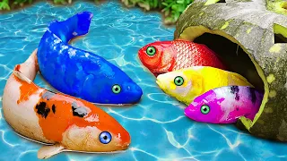 STOP MOTION ASMR NEW Colorful koi confront evil catfish team Koi Fish | The battle of the fishes