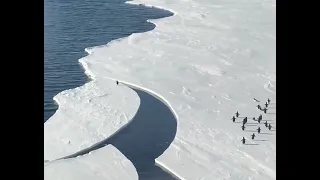 Penguin leaps to safety as ice breaks