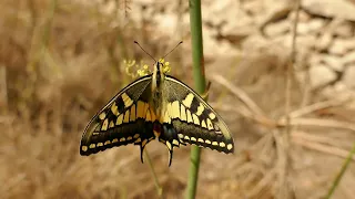 Common Swallowtail basks in the early morning on Gozo, Malta.