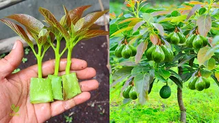 Since using this method, avocado trees can be propagated more quickly