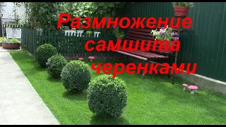 Как размножать САМШИТ / Размножение самшита черенками