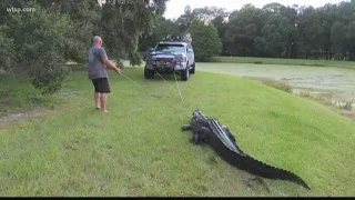 Here's how to stay safe when you live in alligator country