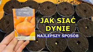 Jak siać Dynie - Najlepszy sposób na siewy Dyni | Uprawa Dyni - Rozsada Krok po Kroku