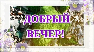 Прекрасного Вечера и душевного тепла! Пусть все будет хорошо!