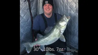 Monster Greenback Walleyes with Garmin Livescope