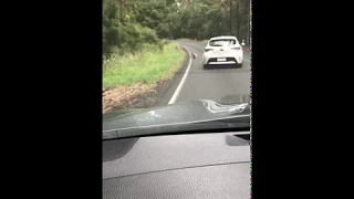 Коала на дорогах Австралии