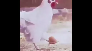 Chicken doing kick ups with an egg #shorts