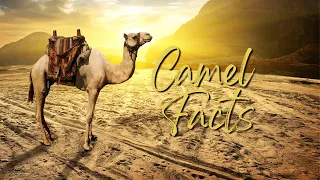 Camel Facts for Kids - Fun and Educational Facts About These Amazing Animals!