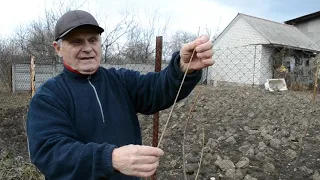 Grafting Mulberry and Walnut