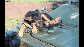 Притворился раненым: украинцев растрогал поступок верного пса на Донбассе.