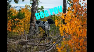 German Shorthair Pointer Hunting Grouse with GoPro POV