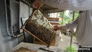 21.05.24г. Отбираю рамки с мёдом для зимовки.