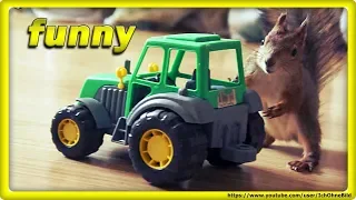 🔴 FUNNY STORY • SQUiRRELS withe TRACTOR • RUSSiA - BABY SQUiRRELs - EiCHHÖRNCHEN - белочка - CATs